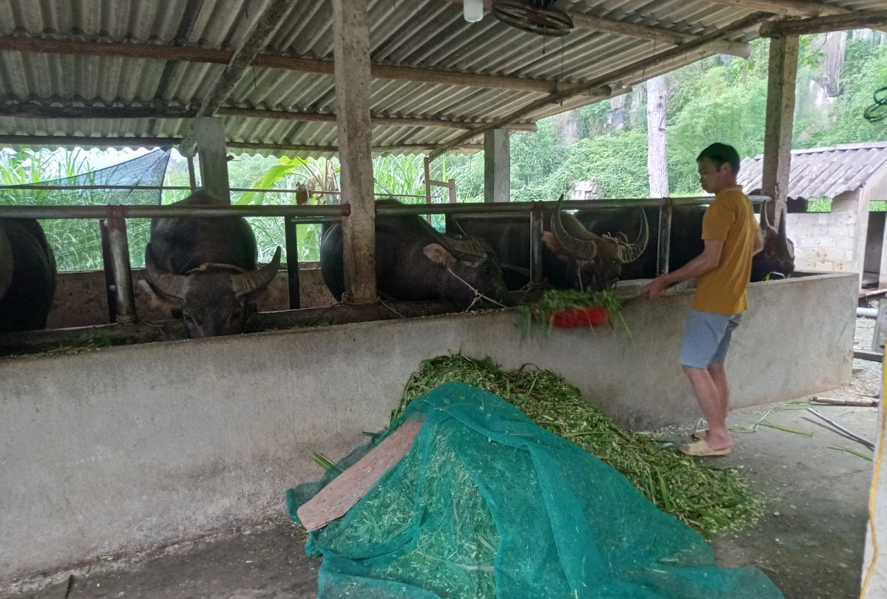 Huyện Lâm Bình: Hiệu quả từ mô hình chăn nuôi tổng hợp