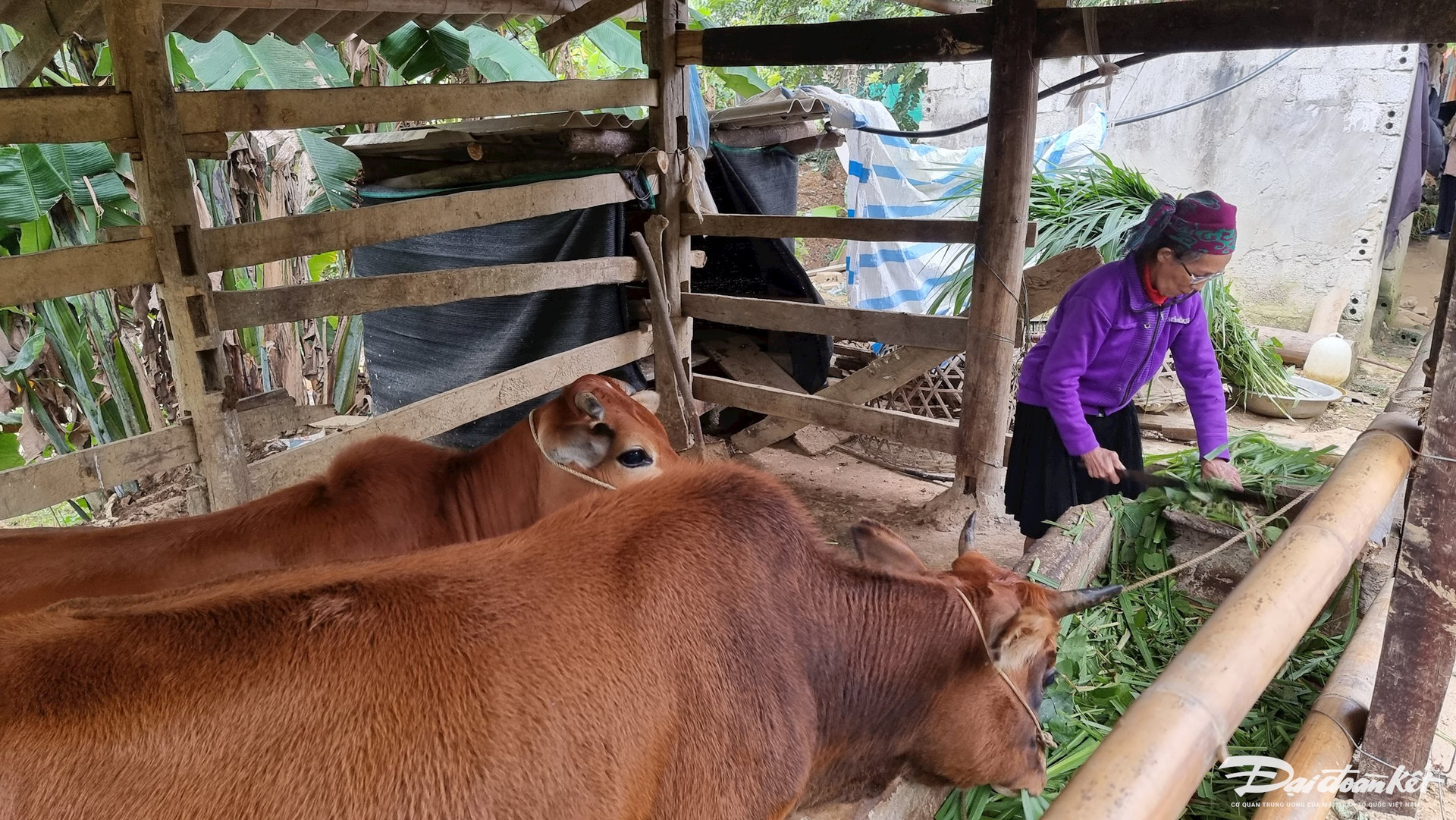 Tuyên Quang: Tạo sinh kế cho người nghèo dân tộc Mông thông qua hỗ trợ bò sinh sản