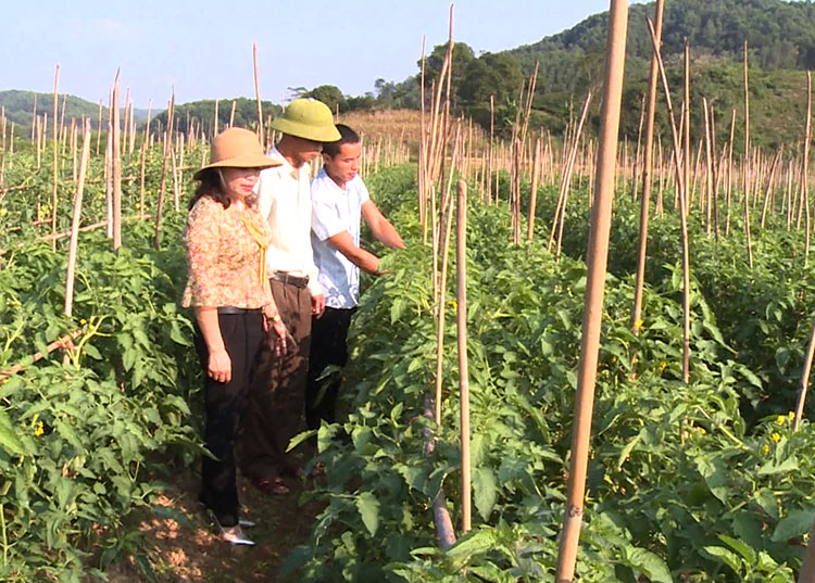 Hàm Yên: MTTQ và các tổ chức chính trị - xã hội xã Thành Long tuyên truyền phát triển kinh tế từ cây cà chua