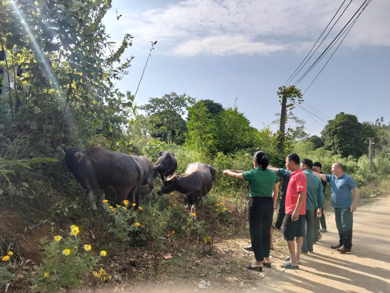 Hàm Yên: MTTQ xã Minh Khương giám sát việc triển khai dự án hỗ trợ phát triển sản xuất cộng đồng chăn nuôi trâu sinh sản