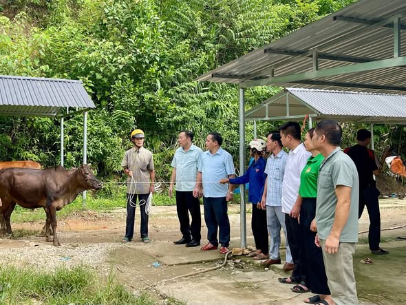 Xã Hùng Đức: Trao 66 con bò cái sinh sản cho 33 hộ dân tham gia Dự án phát triển sản xuất cộng đồng